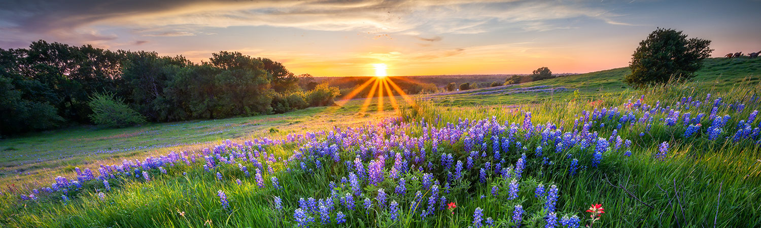 A field with bluebonnets