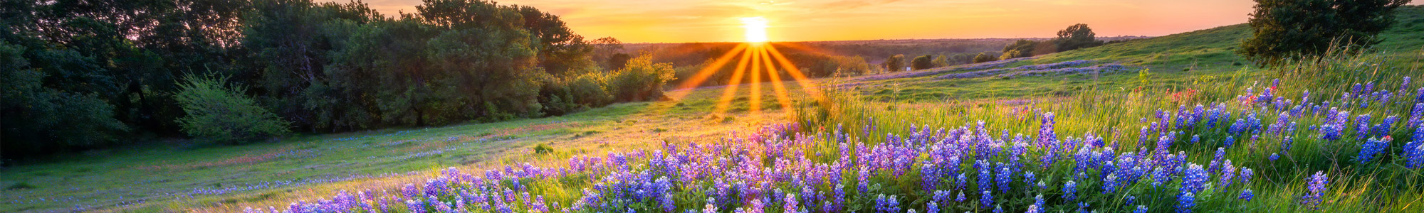 sun setting over bluebonnets in Texas