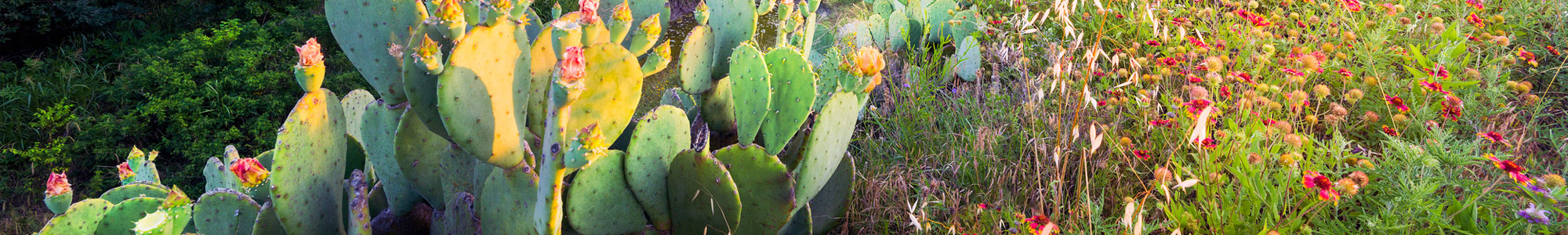 wildflowers and cactus at sunset