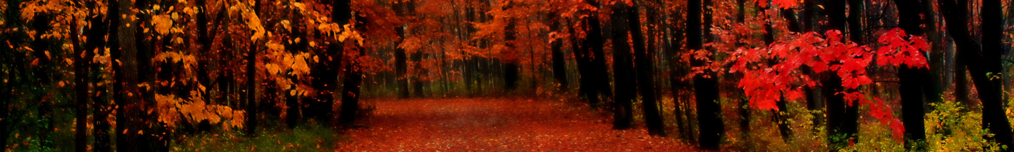 path in a forest during autumn