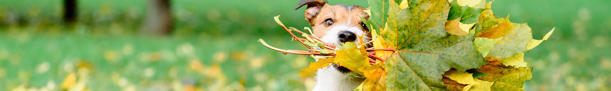 cute small dog with a mouth full of leaves he's collected