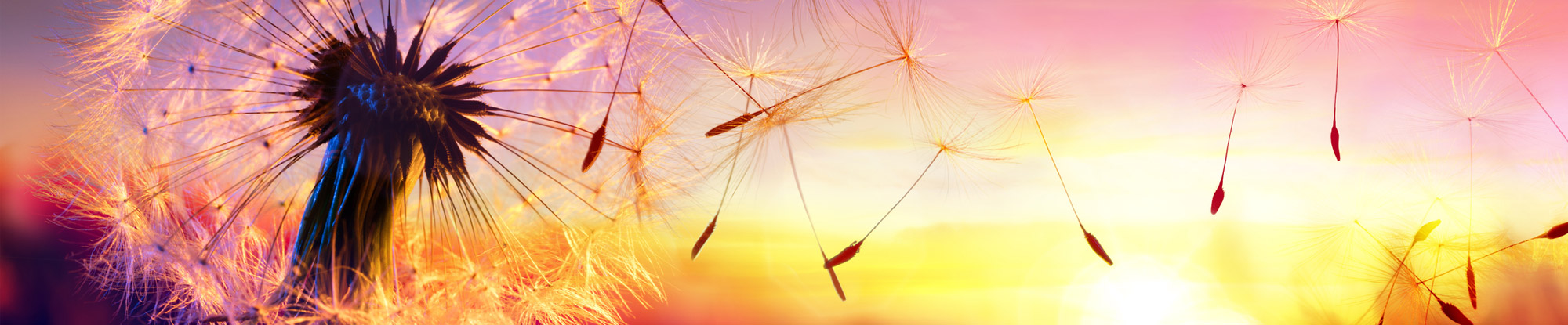 dandelion seeds drifting off before a sunset